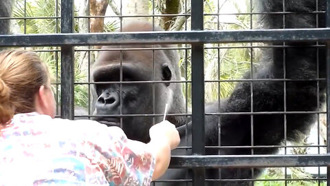 Silverback Gorilla Responds To Instructions For His Routine Medical Check Up