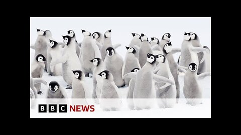 Thousands of emperor penguins killed in the Antarctic..bbc news