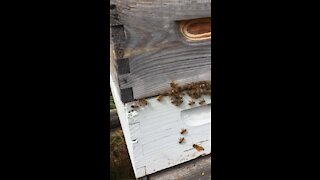 Active hive