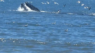 Humpback whales put on feeding spectacle for beach visitors