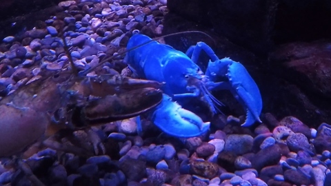 Rare albino lobster forages for food