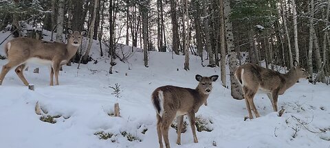 Deer out walking in the snow