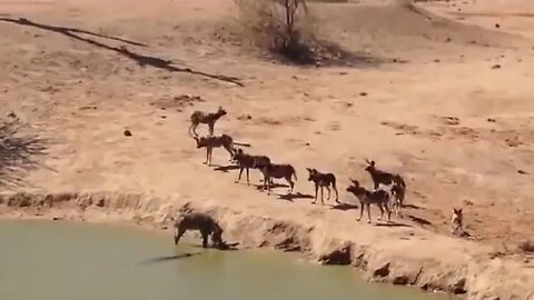 نهاية حزينة لخنزير حاصرته الكلاب البرية