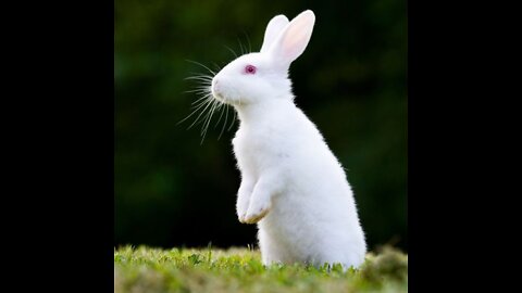 amazing rabbits video