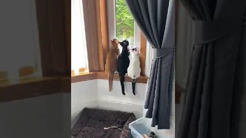 To catch a fly