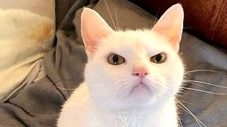 BEST FUNNY CATS VIDEO COMPILATION 2023 😂 Funny and Cute Cat Videos 😸 Animals Moments​