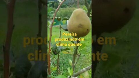 pereira 🍐 produzindo em clima quente em Maricá rio de janeiro Brasil