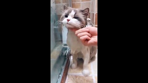 "Cat-tivating Cuteness: A Viral Feline Fiesta! 😺🐾 #PawsomeCats"