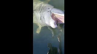 Dolphin Encounter