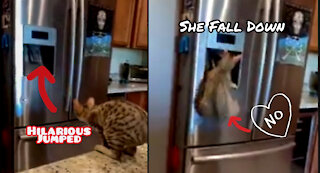 Thirsty Cat Jumped To Take Water But She Fall Down Badly