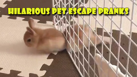 Hilarious Pet Escape Pranks: Unleashing Laughter with The Pet Collective!