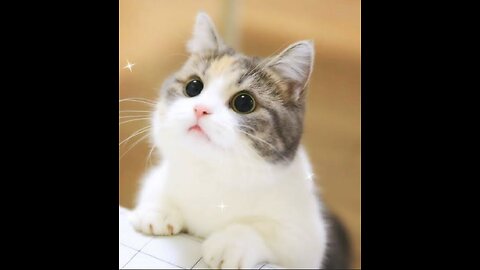 Cute cat