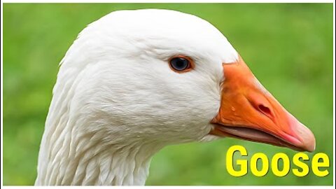 Learn the SOUNDS (VOICES) of pets: GOOSE