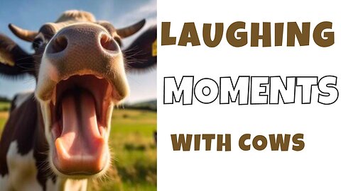 Hilarious Laughter and Moo-ments