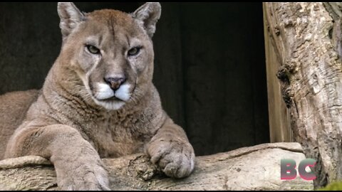 Official: Mountain lion claws man in hot tub in Colorado