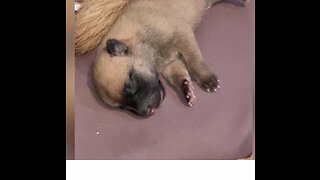 Belgian Malinois puppy can’t be still even while sleeping.