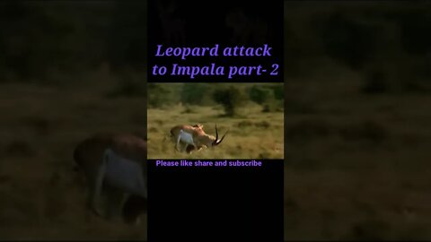 Tiger attack to Impala part - 2 🐆#shorts #youtubeshorts #shortvideo