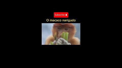 o macaco naringudo