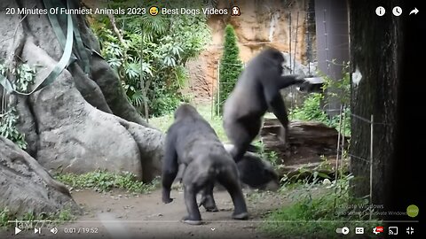 20 Minutes Of Funniest Animals 2023 😅 Best Dogs Videos 🐶