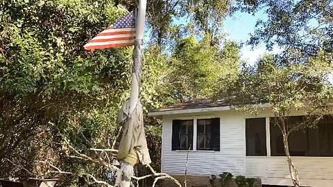 Cutting a Tree for a 2020 STIHL Chainsaw