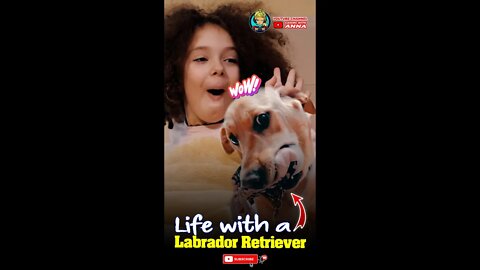Life with a Labrador Retriever