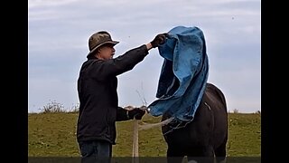 Face your fears - tarp - Rain the Spotted Saddle Horse - 23 Oct 2023