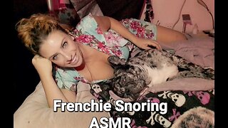 Frenchie Snoring ASMR