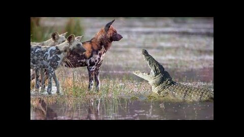 wild dog vs crocodile attack | wild dog vs crocodile fight to death | wild animal