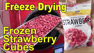 Freeze Drying Frozen Strawberry Cubes