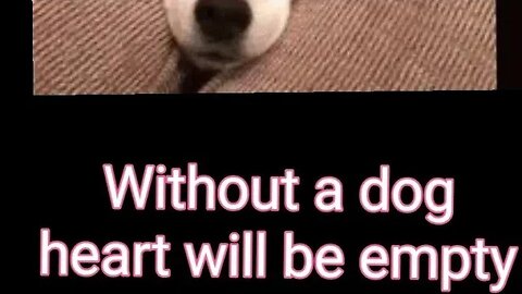 Without a dog heart will be empty,#shortvideo,#dog,#doglover,#doglove,#animal,#furryfriends,#Heart.