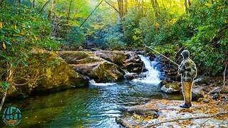 Fly Fishing Small Creek Heaven!! || Trout Fishing North Carolina and Virginia