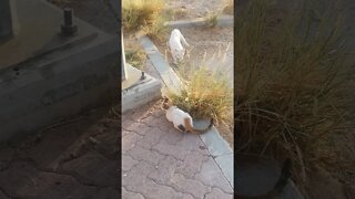 This is how Mom Cat Teaches Kitten to Fight