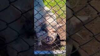 Pigs have really funny noses 🐽