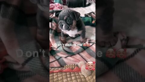 Puppy Love. Don’t disturb me. Cute Puppy. #cute #puppylove #mustwatch #likeandshare #youtube