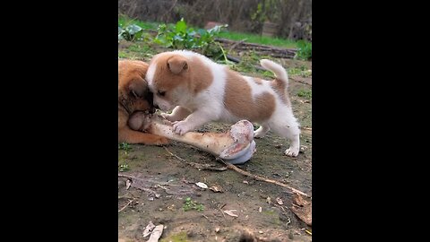 fighting puppies