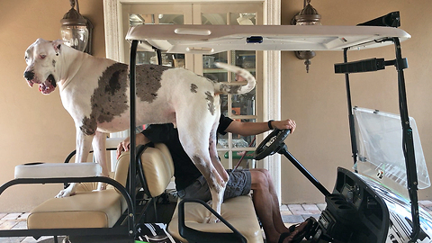 Funny Huge Great Dane Goes for A Golf Cart Ride