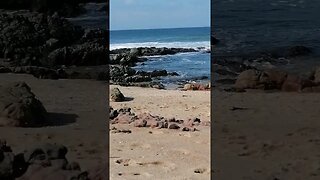 Bird eating on the rocks at palm beach while the waves crashes behind it