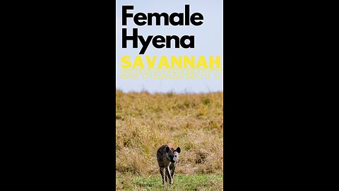 "Savannah Sovereignty: The Thrilling Reign of Female Hyena Matriarchs"