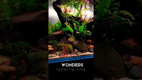 Aquarium Fishes Feeding Time#seacreature#nature#beautiful#wonders#wow#feeding #shorts