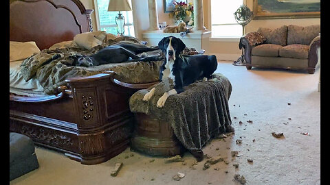 Cat's Scratch Pad Is The Victim Of Great Dane's Terrible Chews Stage