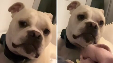 Dog Immediately Knows When He's In Big Trouble