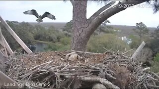 Osprey Flies Towards the Nest 🦉 3/19/22 14:01