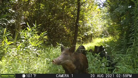 Hogs are now on the menu! (First ever sighting)