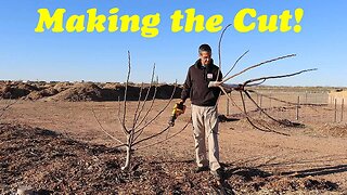 Pruning Fig Trees | Heavy Pruning for Production and Size