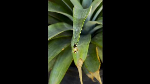 Cute bee on the leaf