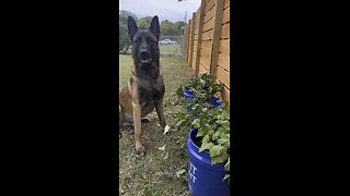 Dog Helps Harvest Sweet Potatoes