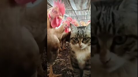 Cat vs Chicken: Watch What Happens Next and Get Ready to Laugh in 2023 #Viral #Rumble #Viral