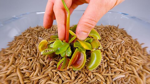 10 000 Mealworms vs VENUS FLYTRAP