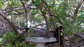 Northern Flicker