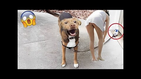 Funniest Animals Video - Funny Dogs And Cats - Try Not To Laugh Animals